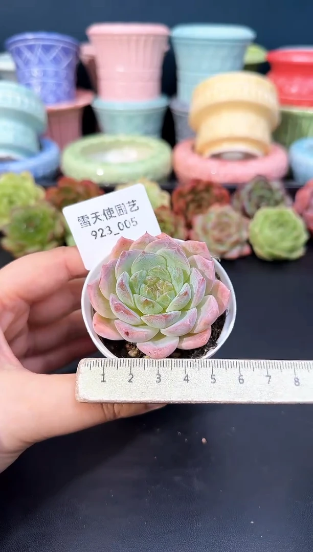 923-005青山（冠幅5.5cm）