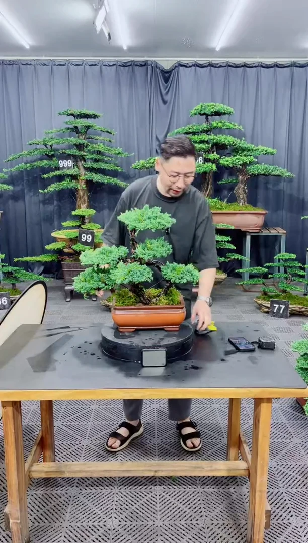 无花朵珍珠柏盆景....