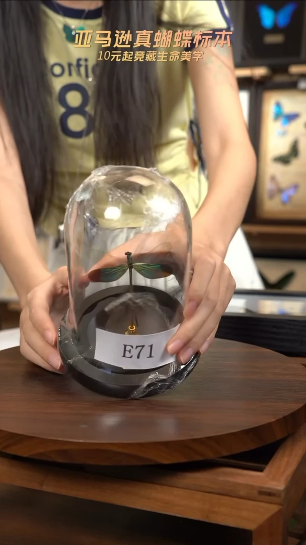 蝴蝶标本摆件一口价e71