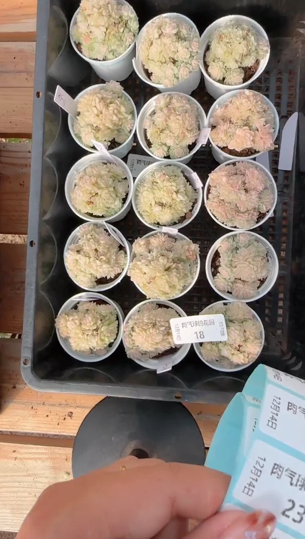 1214-18ht-11多肉量拍任意发一颗群生不包整