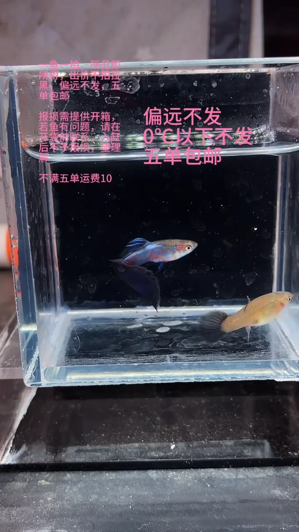 孔雀鱼孔雀鱼 28