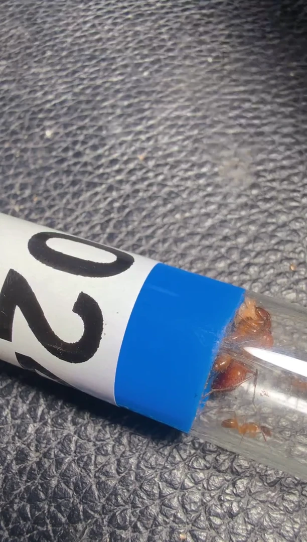 蚂蚁工坊248号粟色