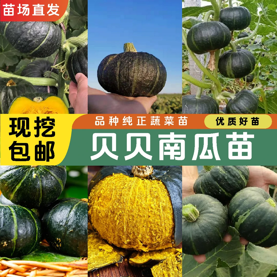 【贝贝南瓜苗】板栗味真贝贝南瓜苗南瓜种子带土球香甜粉糯苗场直发