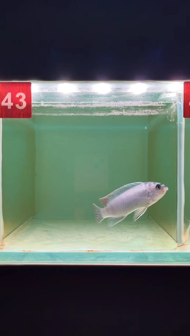 海水鱼三湖慈鲷野生