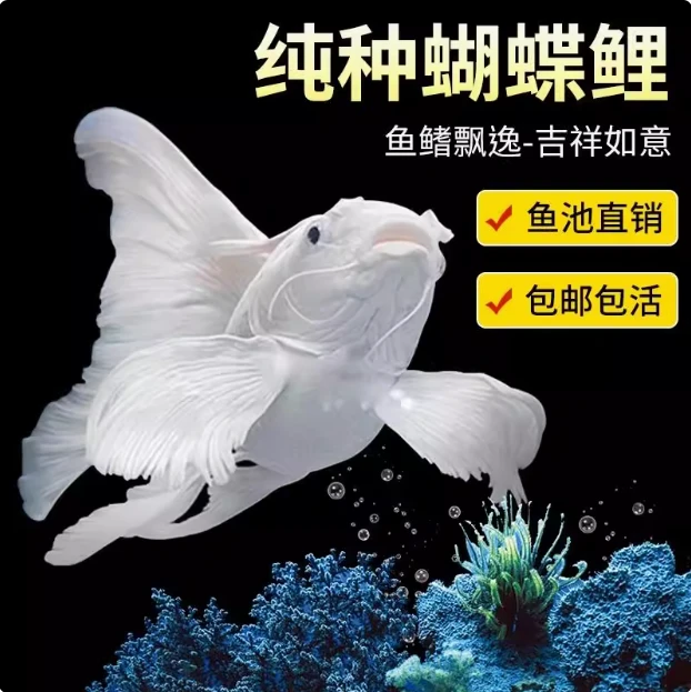 精品蝴蝶鲤鱼台系纯种贵妃体白色普身观赏鱼
