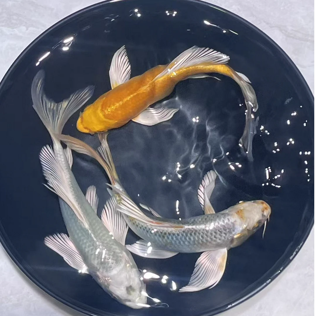 601-700号锦鲤、蝴蝶鲤玛雅无鳞少鳞鱼活体观赏鱼