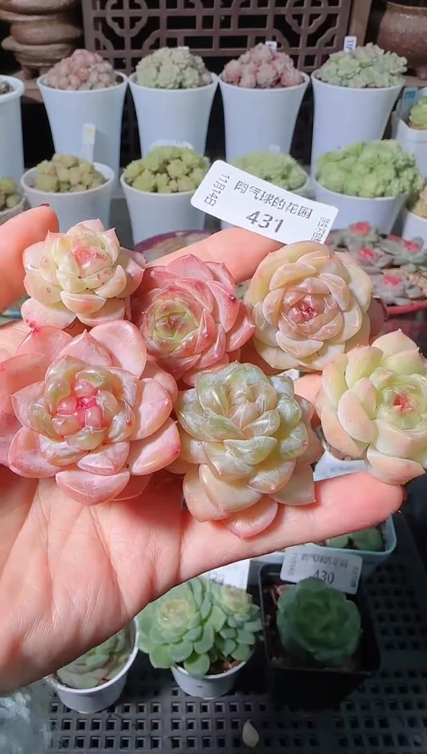 1114-431糖心组合群生不包整