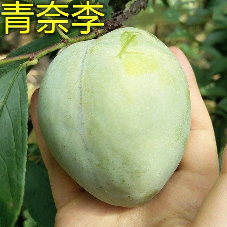 买一送一李子树苗嫁接苗青奈李晚熟三华李蜂糖李脱骨奈李当年结果