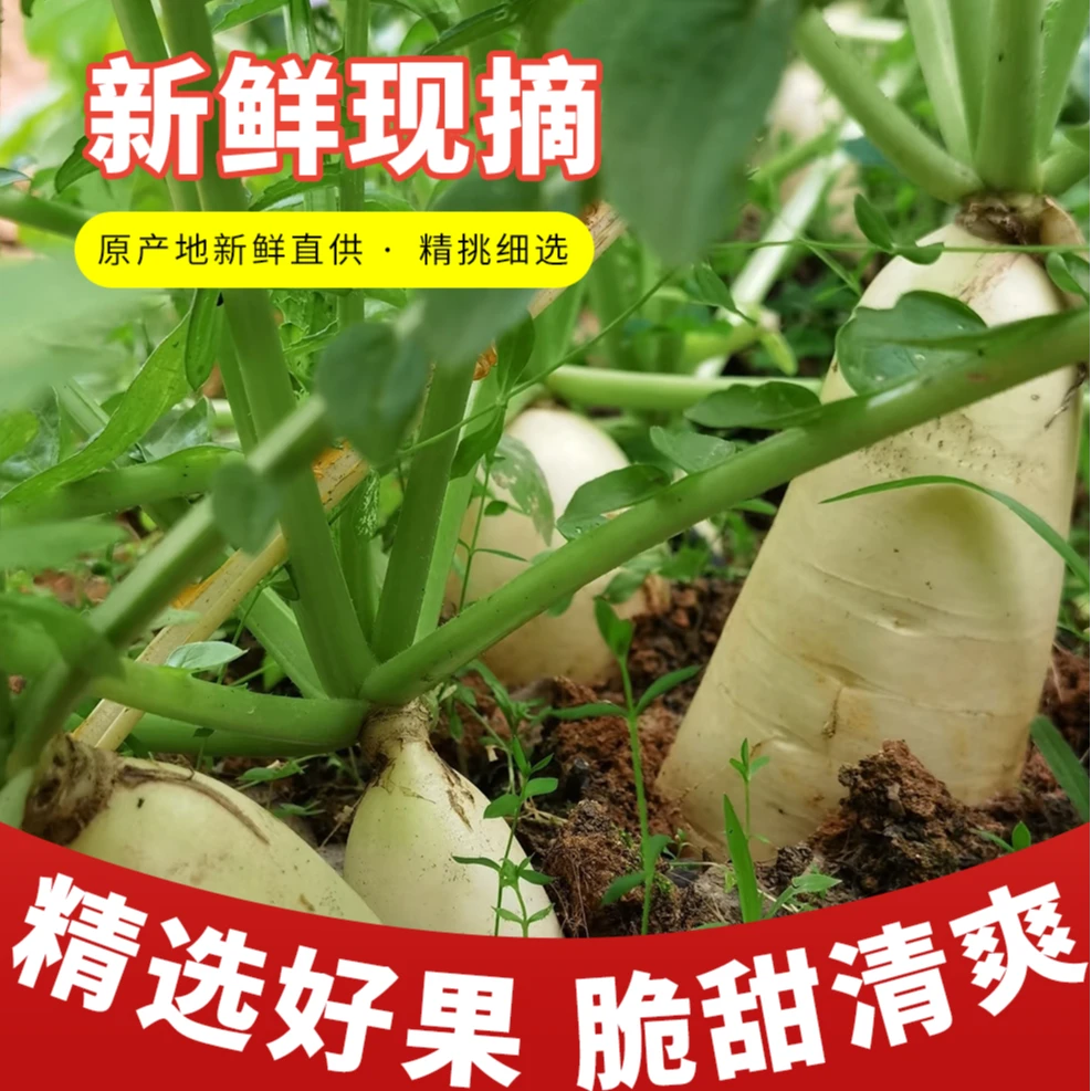 山西五台山农家农场露天种植带泥新鲜清甜可口白萝卜产地直发