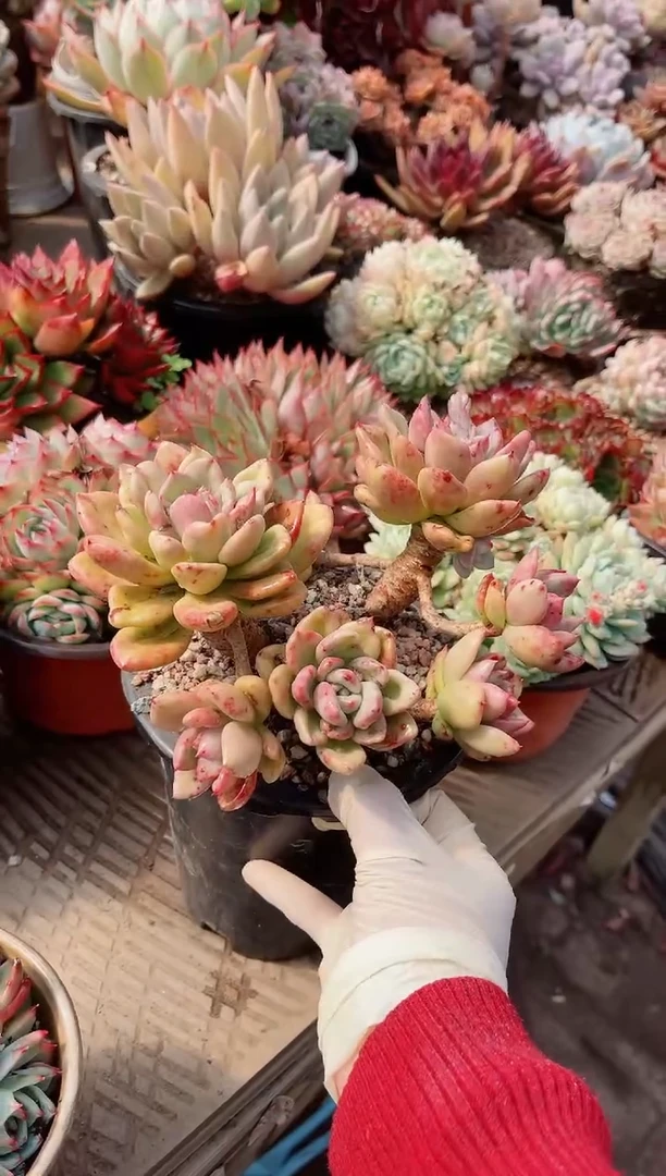 【闪购商品】08302