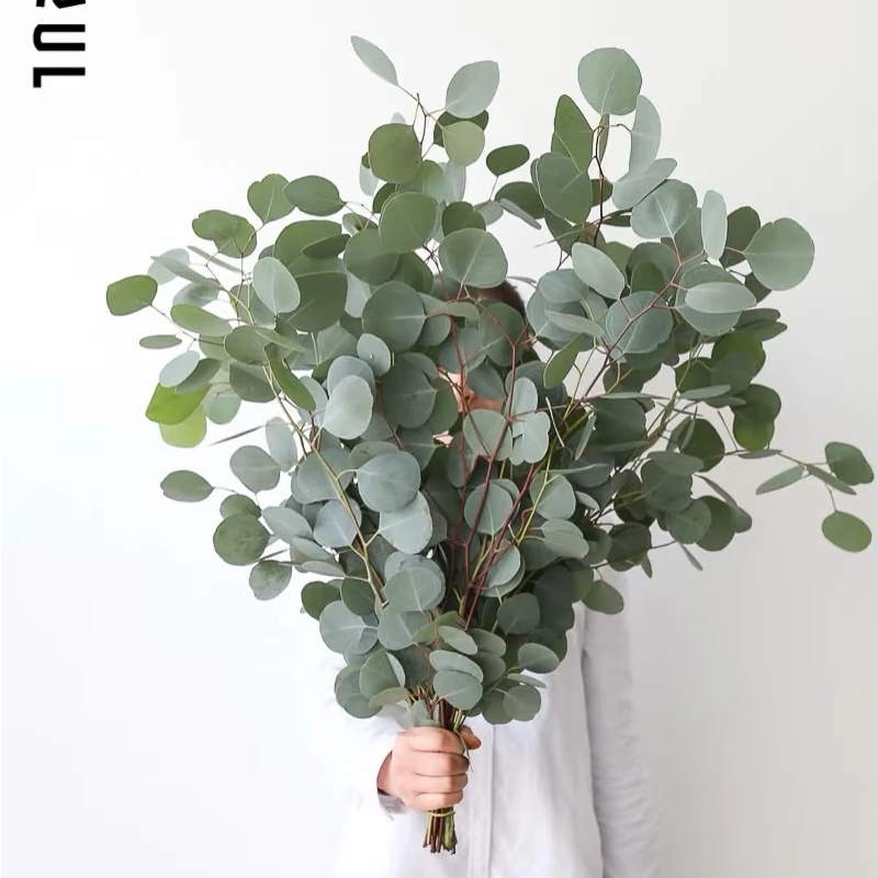 【春日苹果叶】苹果尤加利叶长花期鲜花高颜值氛围2025年永生花