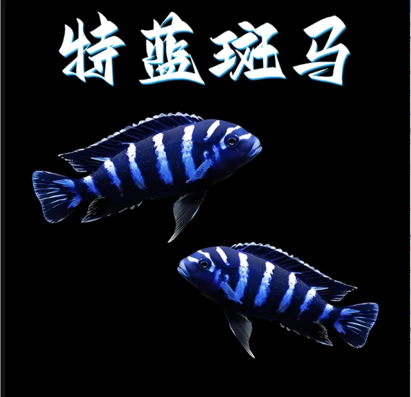 【老吴精选好物】特蓝斑马（三单发货）