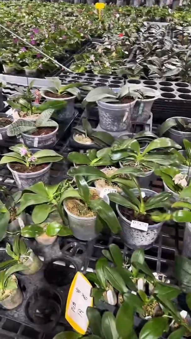 无花朵蝴蝶兰 西交史