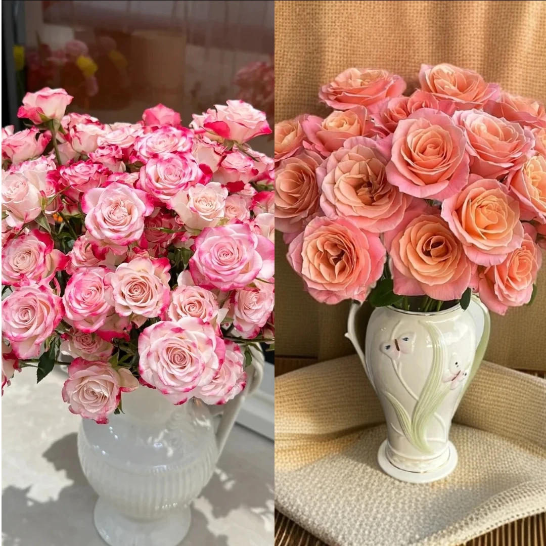 【朱小姐10枝+折射5枝+配草一份】-任意2单发顺丰快递