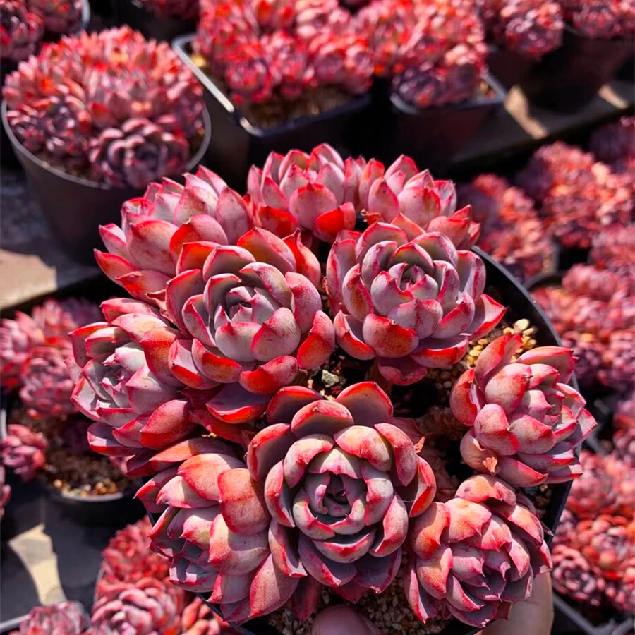 综合链接多肉植物好养护2