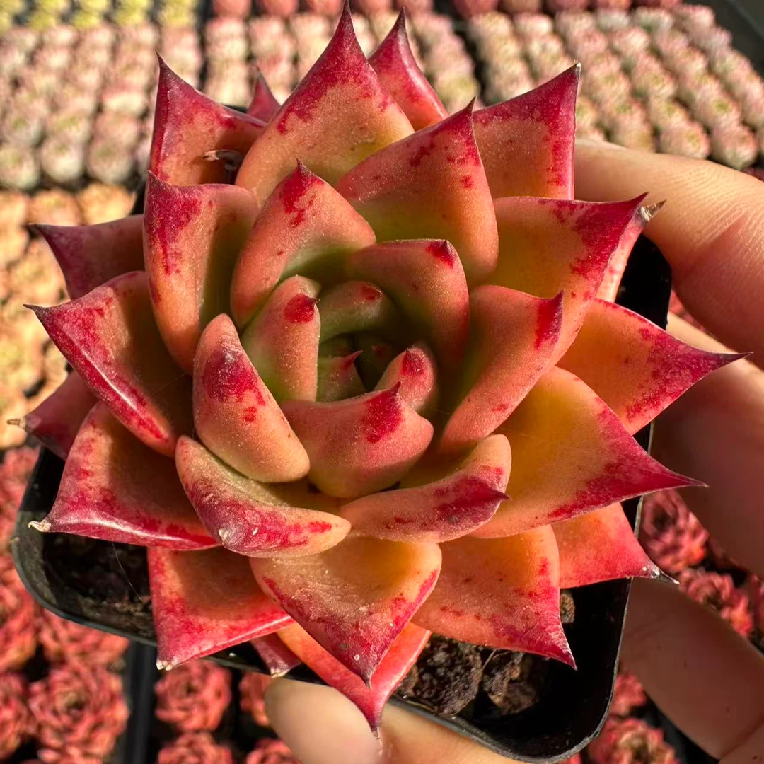 7#火柴多肉植物 前男友精品多肉