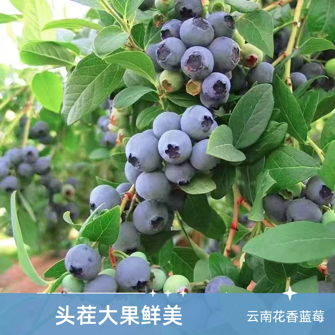 【云南露天花香蓝莓】头茬采摘当季高山新鲜水果京东顺丰随机发货YP
