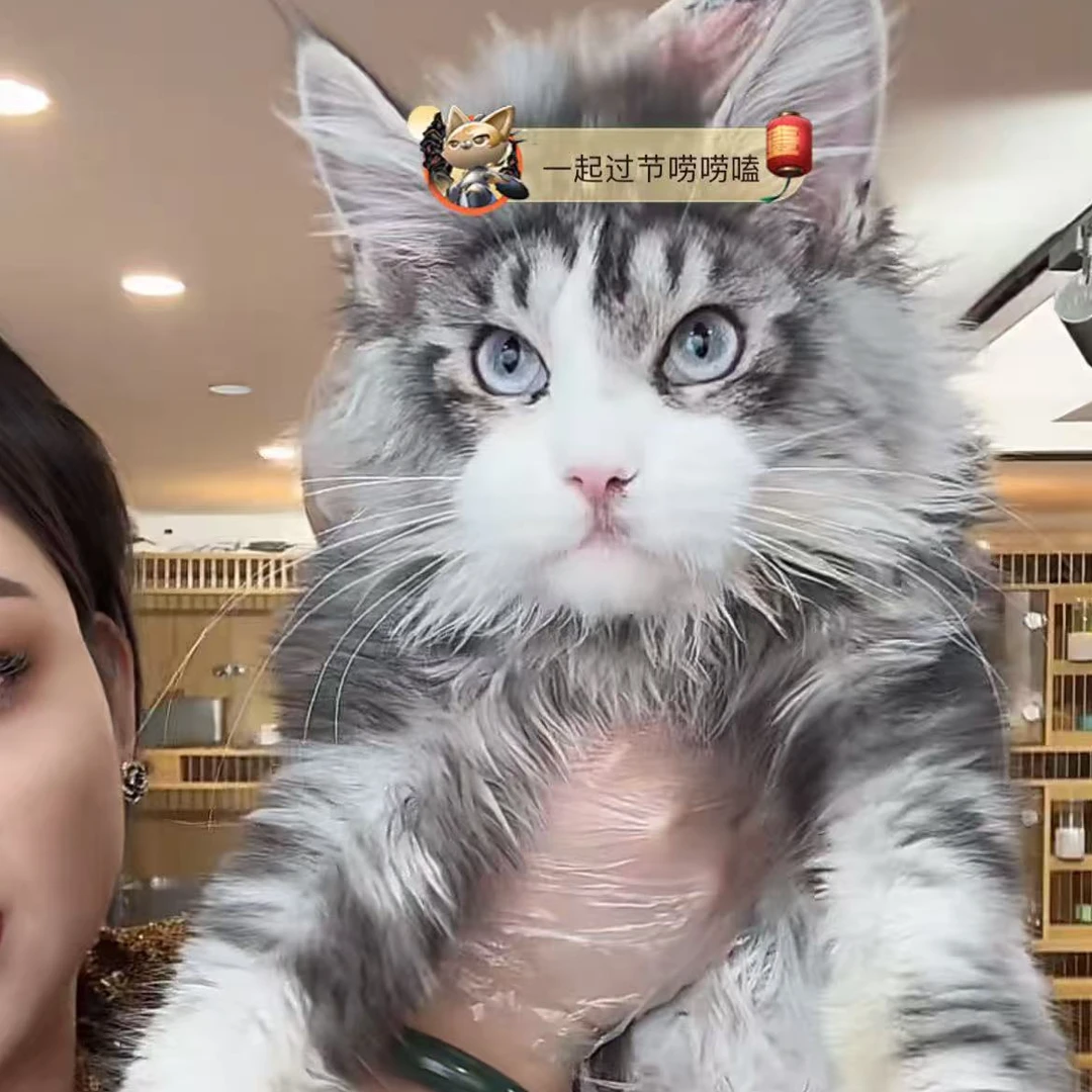 来了姊妹-银虎斑加白蓝眼缅因猫-弟弟-86