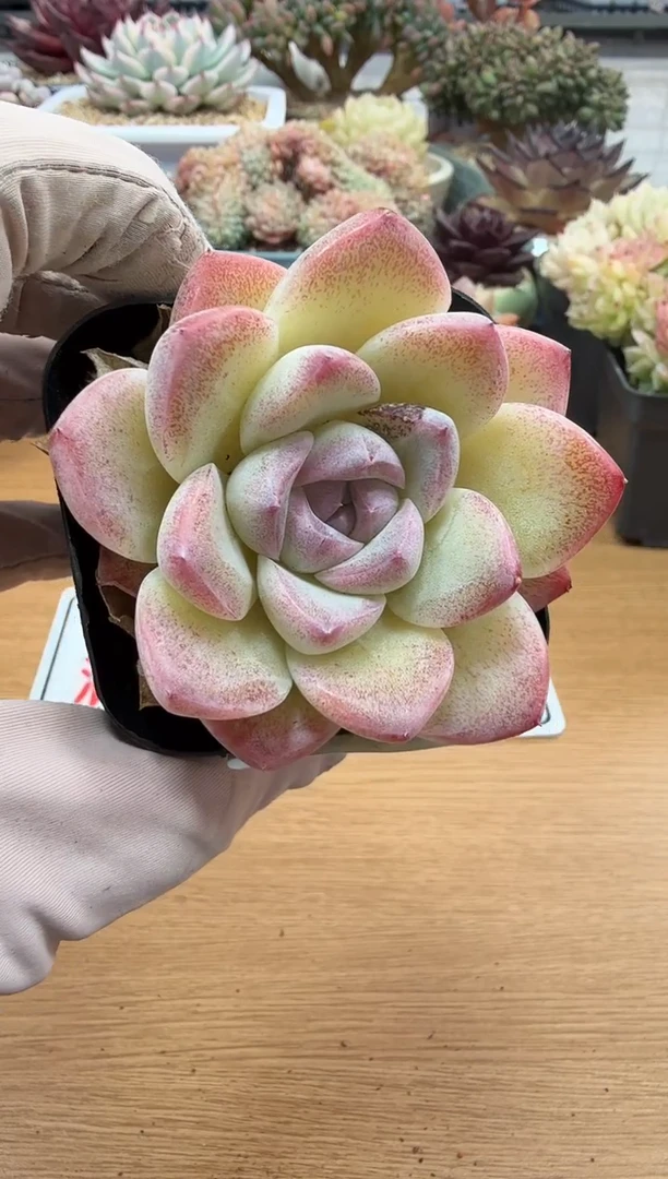 东云多肉园二店-162