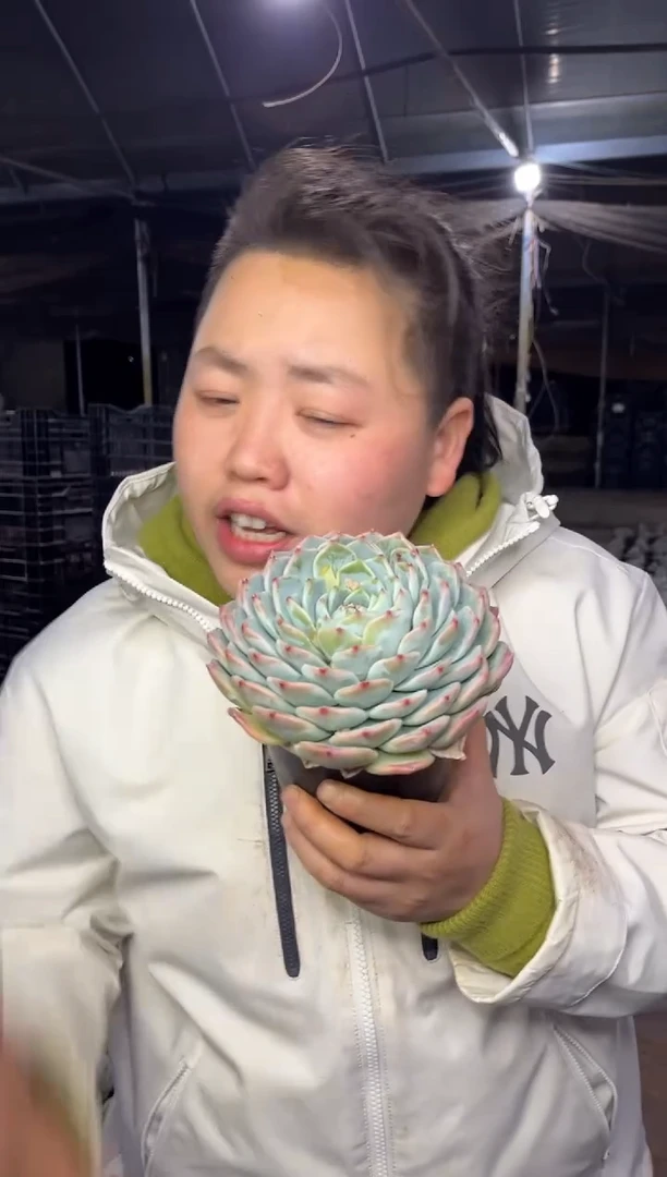 【闪购商品】54-吉娃娃杂12cm6.8