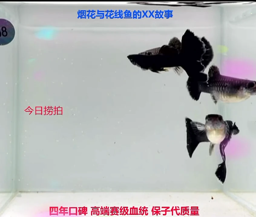 孔雀鱼总冠线木炭黑压成高端微破体验2对