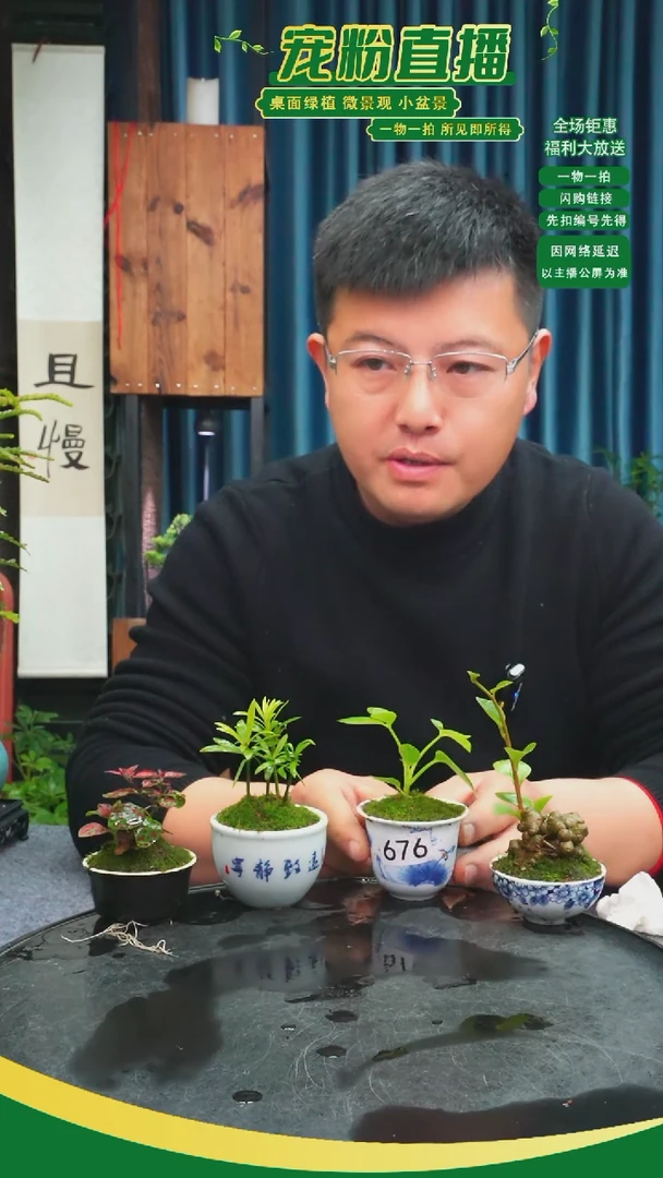 无花朵A*苔藓微景观676号