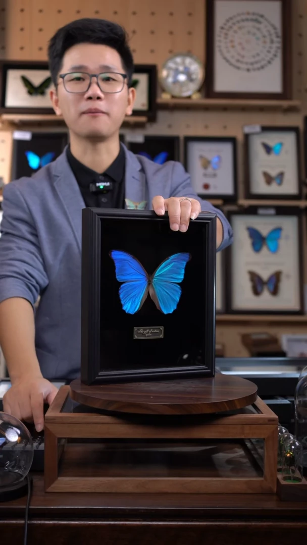 大蓝闪蝶黑绒底版10寸欧式框（带证书）