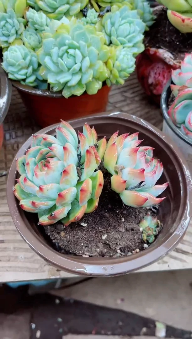 ?****娘23018多肉植物一物一拍