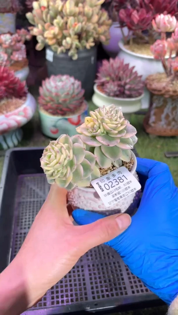 【闪购商品】02381