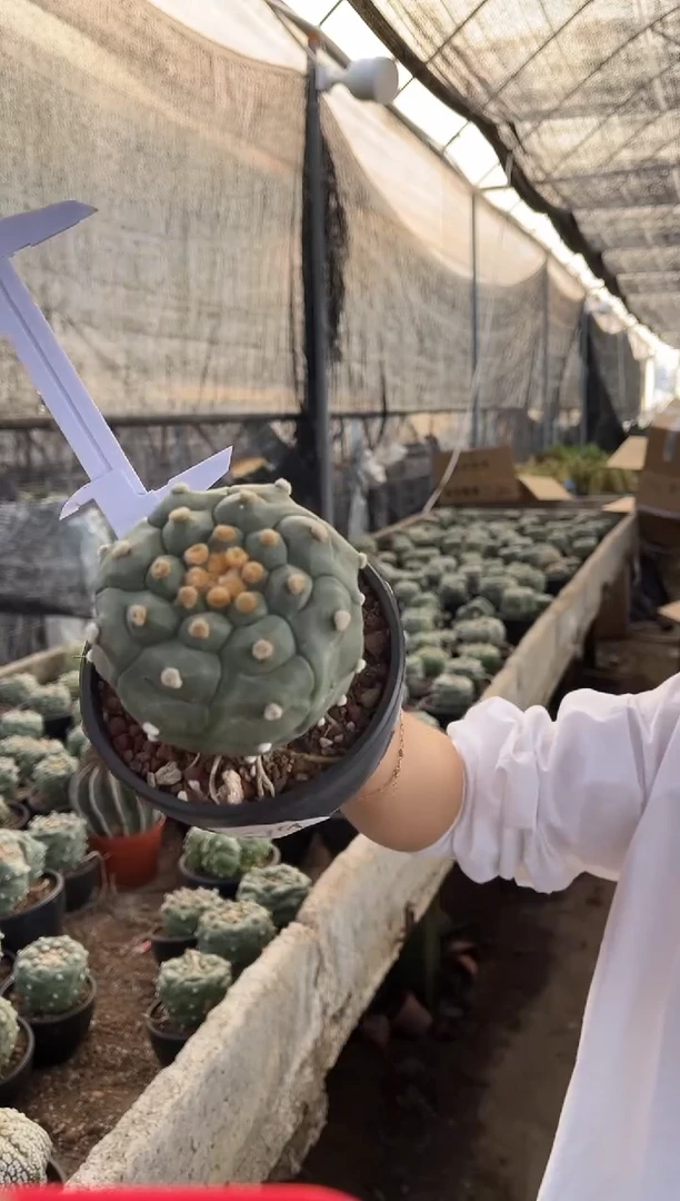 一物一拍79号兜