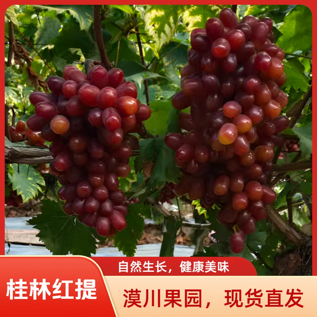 【正常中果】桂林漠川温克红提/葡萄，果期已结束，2026再会