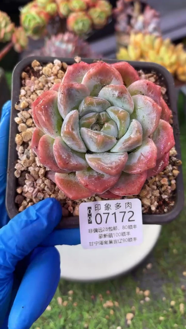 昆明印象多肉07172