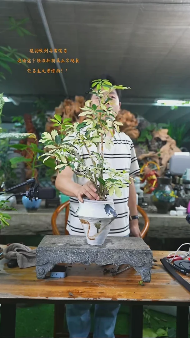 完全开放花叶鸭掌木 504+
