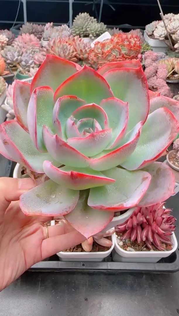 【闪购商品】5525.