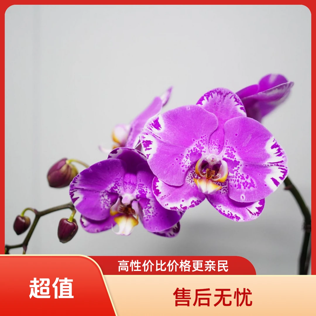 悠花里蝴蝶兰（藏宝图3.5寸）带花带花苞开花珠发货