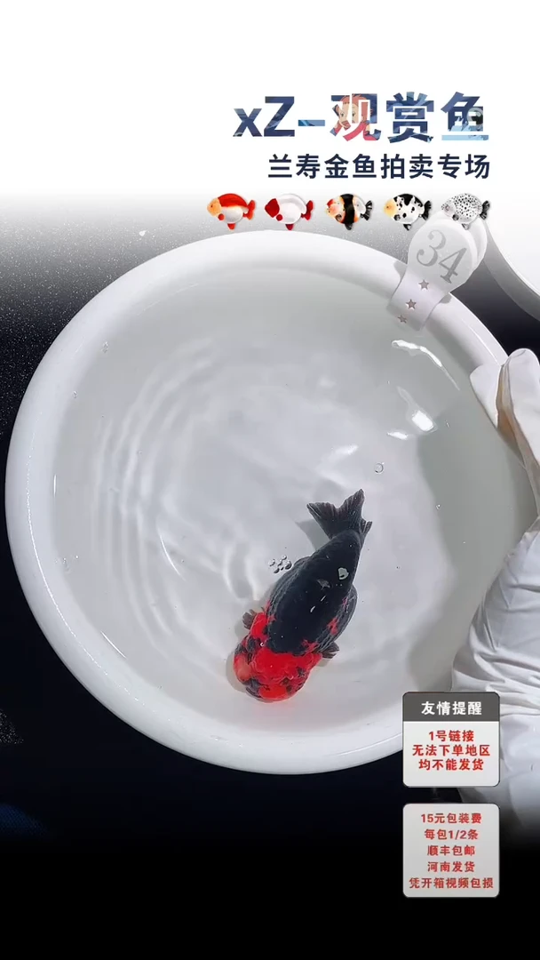 金鱼包装必拍未拍顺丰到付34号