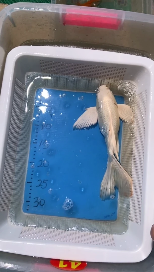 锦鲤  锦鲤蝴蝶鲤鱼拍开箱视频包售后