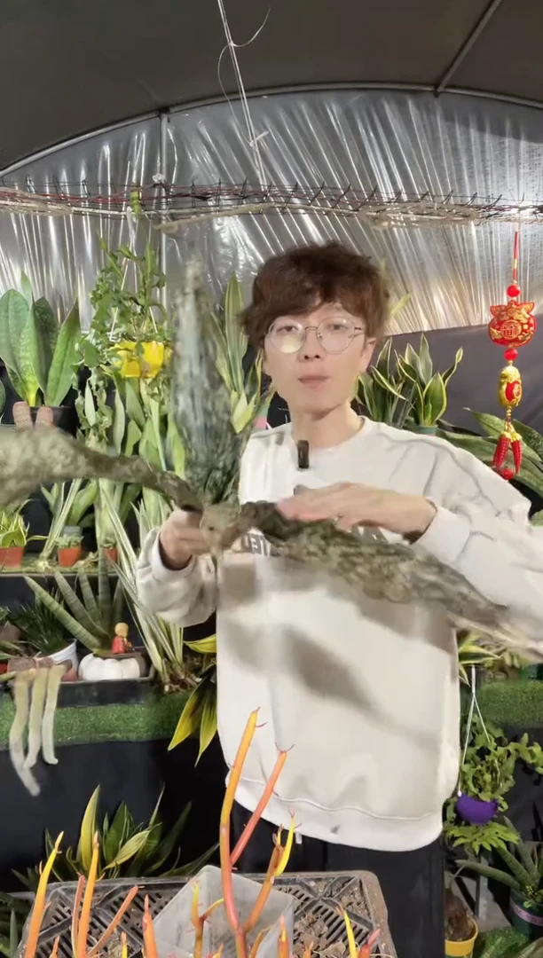 【闪购商品】枯叶裸根39.8