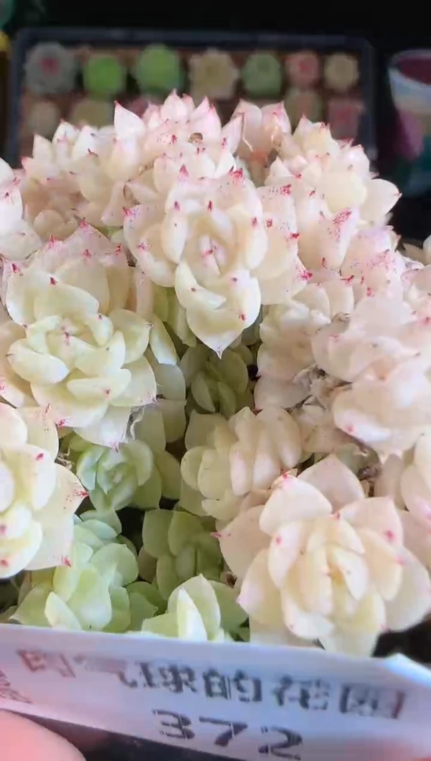 1108-372麦秆群不包整