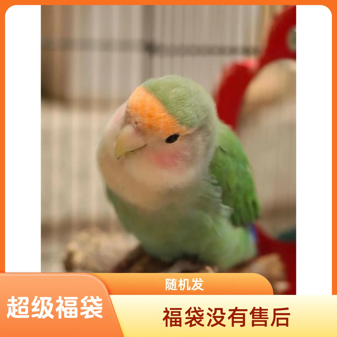 超级福蛋（鸟宝宝盒盒）