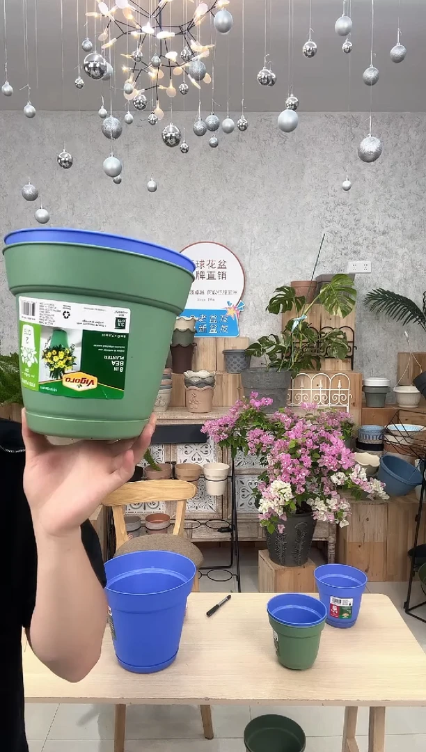 8寸格拉夫10只装带扣底蓝绿混色