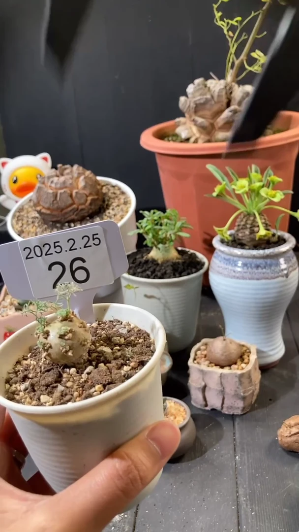 【闪购商品】白皮月界2.25.26