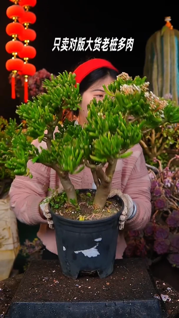 【闪购商品】超大吸财树