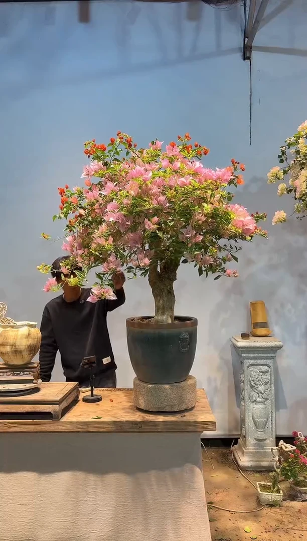 全部花朵逐****）三角梅40