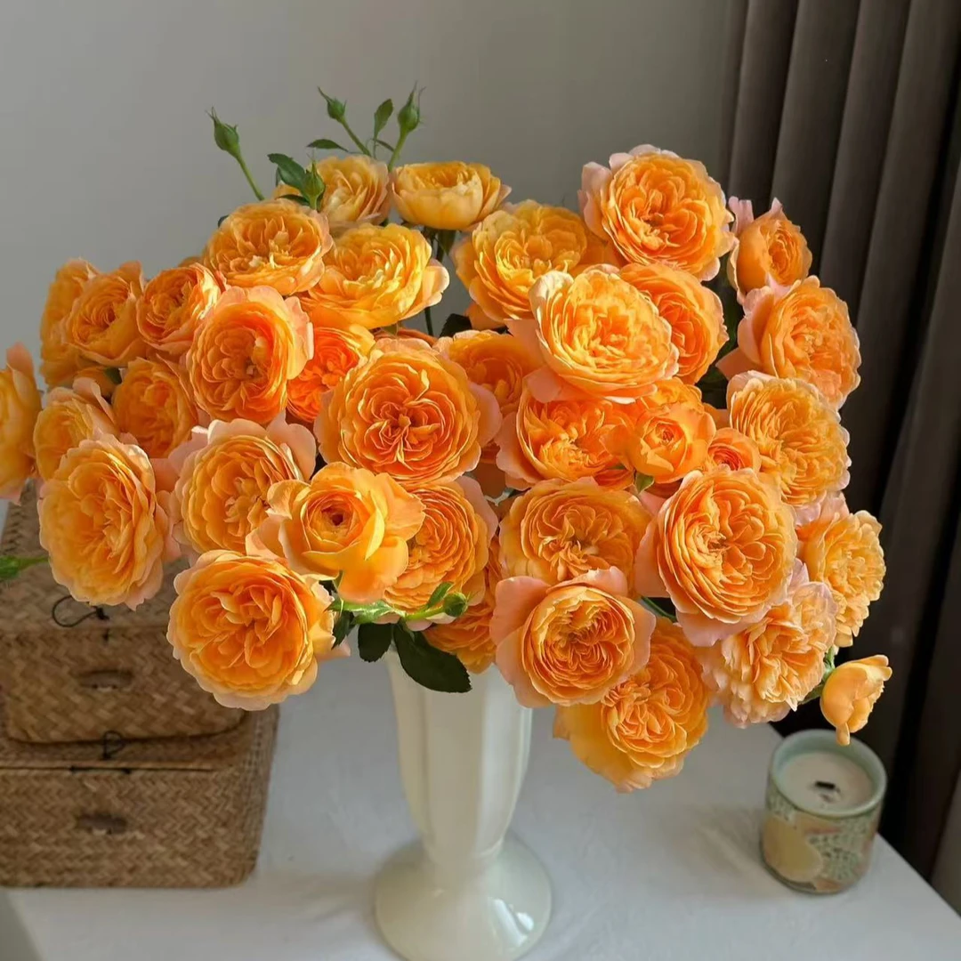 【果汁阳台玫瑰】任意两单及两单以上鲜花顺丰冷链包邮发货