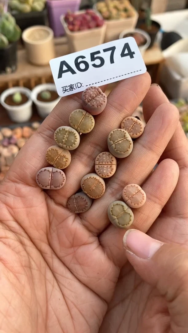 【闪购商品】6574直播一物一拍