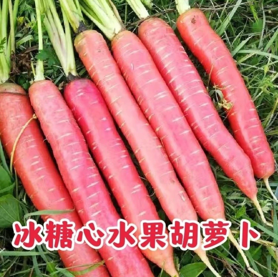 糖心水果胡萝卜种子四季波玫瑰红红萝卜种籽甜脆红胡萝卜种子