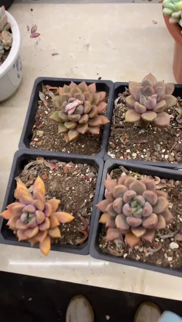 【闪购商品】1-440象牙量拍