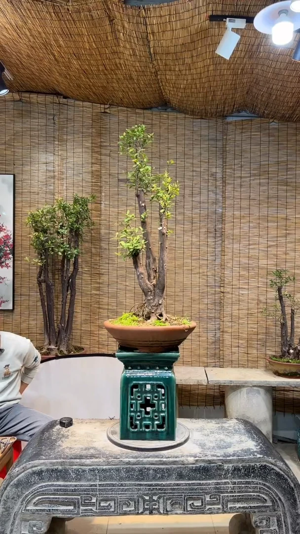 【闪购商品】盆景盆景