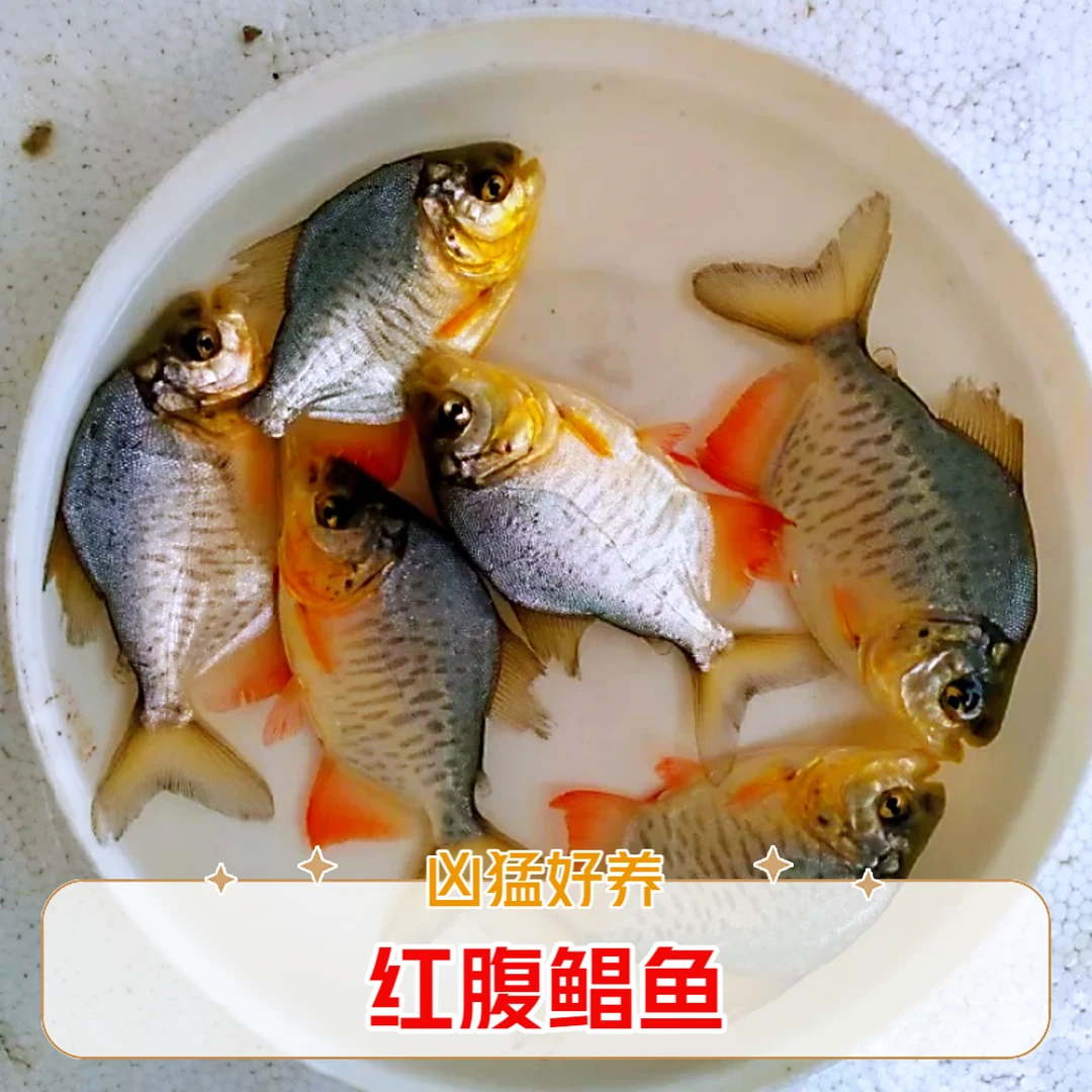 红腹鲳鱼淡水白鲳养殖观赏鱼活体好养热带鱼凶猛鱼类